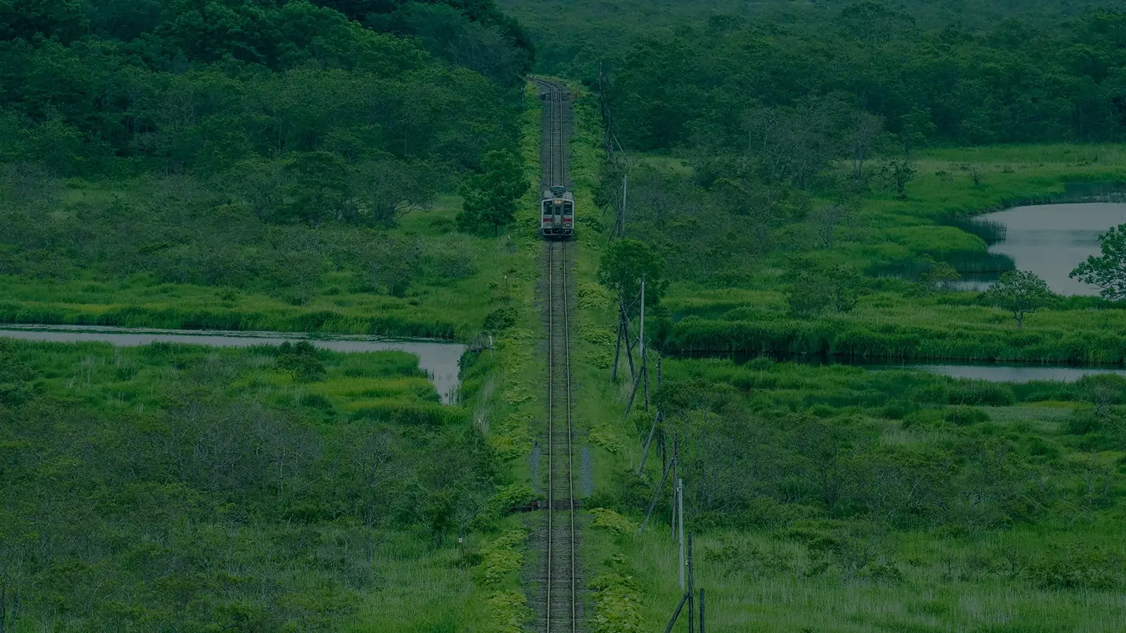 別寒辺牛湿原_花咲線