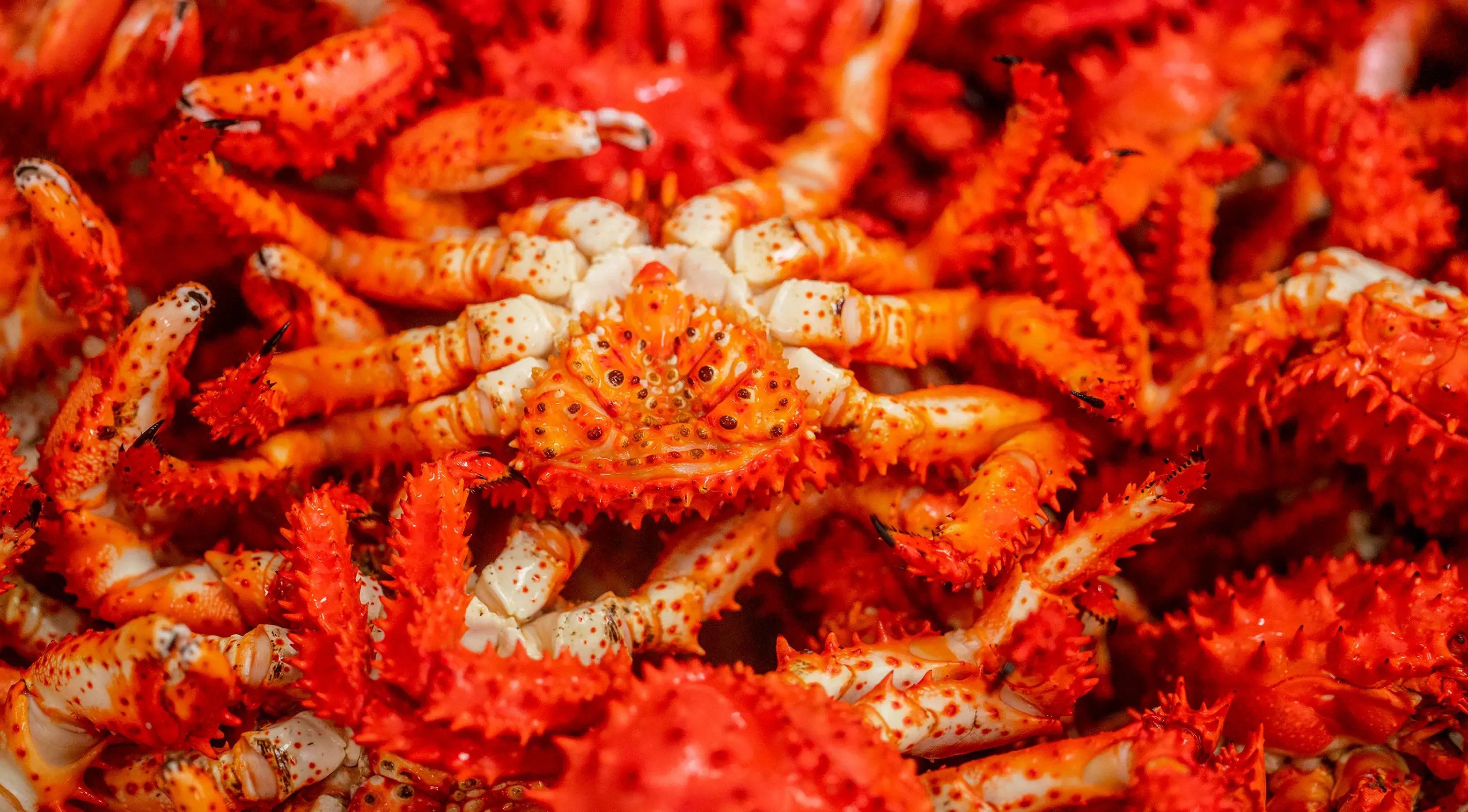 花咲港_花咲ガニ