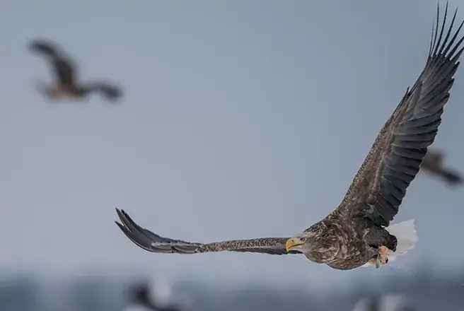 風蓮湖　オジロワシ、オオワシ