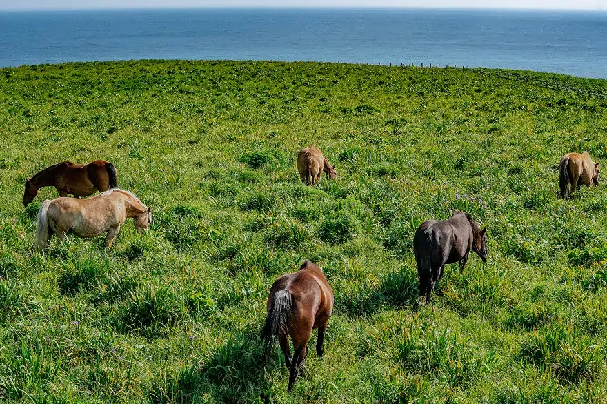 厚岸あやめヶ原_放牧馬