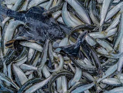 花咲港_花咲ガニ