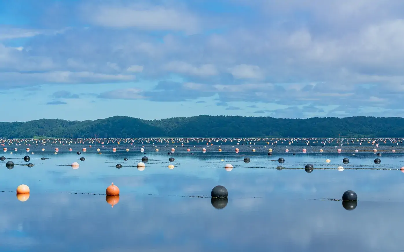 厚岸湖_牡蠣の養殖