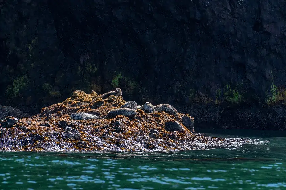 落石沖_アザラシ