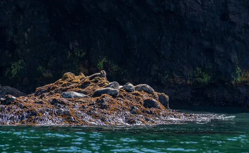 落石沖_アザラシ