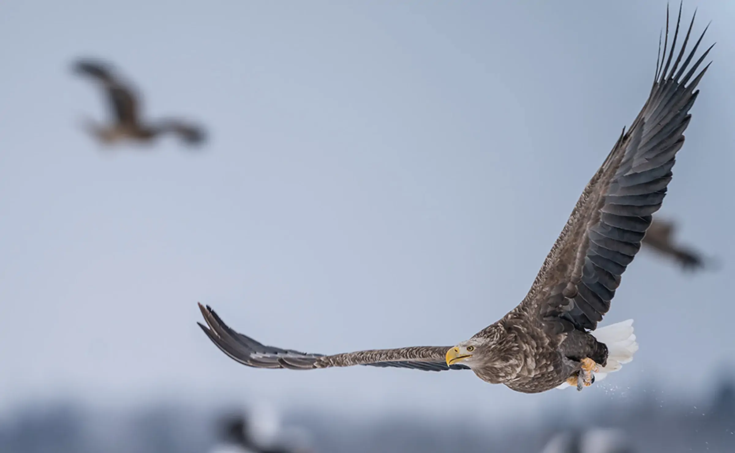風蓮湖 オジロワシ、オオワシ